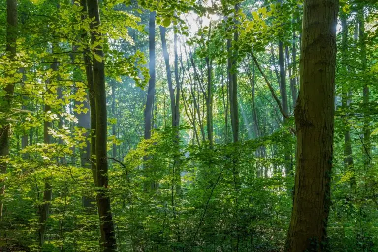 wald, symbol für gesundheit